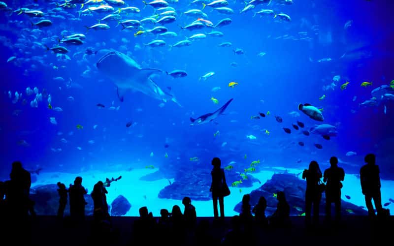 Offre pass grand aquarium st malo